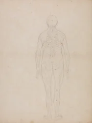 Studie av menneskefiguren, posteriort sett, fra en sammenlignende anatomisk utstilling av strukturen til menneskekroppen med strukturen til en tiger og en fugl, ca. 1795-1806 (grafitt på patronpapir)