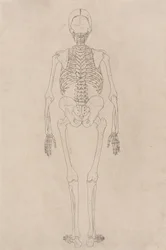 Studie av den menneskelige figuren, posteriort syn, fra en sammenlignende anatomisk utstilling av strukturen til menneskekroppen med strukturen til en tiger og en fugl, ca. 1795-1806 (blekk på patronpapir)