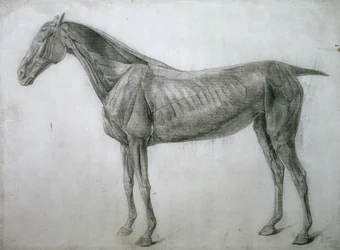 Studiet av muskler: Ecorche-tegning sett fra flanken, fra det 13. anatomiske bordet, fra hestens anatomi, 1766