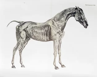 Tredje anatomisk bord, fra 