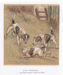 Foxterrier (fargelitografi)