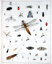 Ulike insekter, plate III fra 