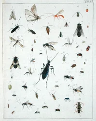 Ulike insekter, plate VII fra 
