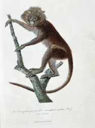 Naturhistorisk plate: Zoologisk plate som viser Semnopitheque pyrrhus; Semnopithecus pyrrhus (fra Horsfield) - i "" Completely Works of Buffon" av naturforsker Georges Louis Leclerc, greve av Buffon (1707 - 1788). Gravering fra 1837.