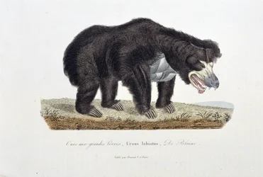 Naturhistorisk plate: Zoologisk plate som viser bjørnen med store lepper, Ursus labiatus, De Blaini - i "" Completes of Buffon"" av naturforsker Georges Louis Leclerc, greve av Buffon (1707 - 1788). Gravering fra 1837.