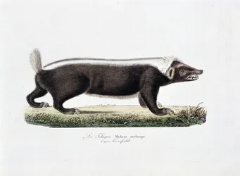 Naturhistorisk plate: Zoologisk tavle som viser Le Telagon, Mydaus meliceps d