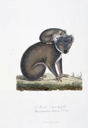 Naturhistorisk plate: Zoologisk bord som representerer Koala (etter Griffith), Phascolarctos Fuscus - i "" Completes of Buffon"" av naturforsker Georges Louis Leclerc, greve av Buffon (1707 - 1788). Gravering fra 1837.
