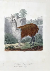 Naturhistorisk plate: Zoologisk bord som representerer L