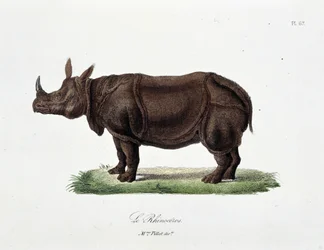 Naturhistorisk plate: Zoologisk bord som representerer Le Rhinoceros - i "" Completes of Buffon"" av naturforsker Georges Louis Leclerc, greve av Buffon (1707 - 1788). Gravering fra 1837.