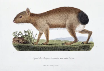 Naturhistorisk plate: Zoologisk bord som representerer Agouti des Patagons, Dasyprocta patachonica - i "" Completely Works of Buffon"" av naturforsker Georges Louis Leclerc, greve av Buffon (1707 - 1788). Gravering fra 1837.