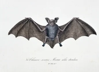 Naturhistorisk plate: Zoologisk tavle som representerer Bat Murin utvidede vinger - i "" Works complete of Buffon"" av naturforsker Georges Louis Leclerc, greve av Buffon (1707 - 1788). Gravering fra 1837.