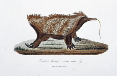 Naturhistorisk plate: Zoologisk bord som representerer Echidne Australis (Echidna Australis) - i "Complete Works of Buffon" av naturforsker Georges Louis Leclerc, greve av Buffon (1707 - 1788). Gravering fra 1837.
