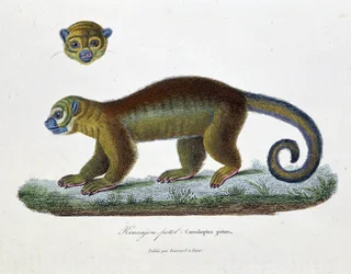 Naturhistorisk plate: Zoologisk bord som representerer Kincajou Potot, Cercoleptes potos - i "" Works complete of Buffon"" av naturforsker Georges Louis Leclerc, greve av Buffon (1707 - 1788). Gravering fra 1837.