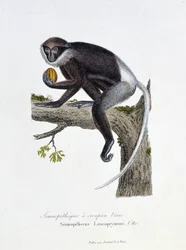 Naturhistorisk plate: Zoologisk bord som representerer White Rump Semnopitheque, Semnopithecus Leucoprymnus, Otto - i "" Completes of Buffon"" av naturforsker Georges Louis Leclerc, greve av Buffon (1707 - 1788). Gravering fra 1837.