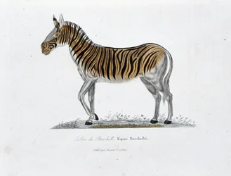 Naturhistorisk plate: Zoologisk bord som representerer Zebre of Burchell, Equus Burchellii - i "" Completely Works of Buffon"" av naturforsker Georges Louis Leclerc, greve av Buffon (1707 - 1788). Gravering fra 1837.