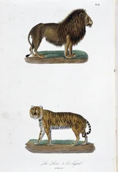 Natural History Plate: Zoologisk tavle som representerer løven og tigeren - i "" Completes of Buffon"" av naturforsker Georges Louis Leclerc, greve av Buffon (1707 - 1788). Gravering fra 1837.