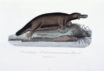 Naturhistorisk plate: Zoologisk bord som representerer ornithorync Paradoxal (Ornithorhynchus Paradoxux), Blumenb - i "" Works of Buffon" av naturforsker Georges Louis Leclerc, greve av Buffon (1707 - 1788). Gravering fra 1837.