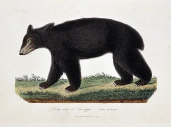 Naturhistorisk plansje: zoologisk oversikt som viser amerikansk svartbjørn (Ursus americanus) - i «Buffons verker» av naturforskeren Georges Louis Leclerc, grev av Buffon (1707 - 1788). Gravering fra 1837.