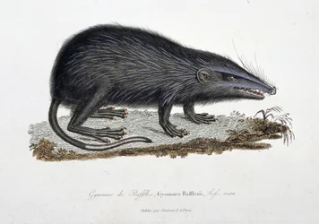 Naturhistorisk plate: Zoologisk kart som viser The Gymnure of Raffles, Gymnura Rafflesii, Lefs, man - i "" Completes of Buffon"" av naturforsker Georges Louis Leclerc, greve av Buffon (1707 - 1788). Gravering fra 1837.