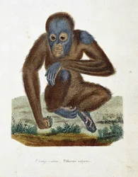 Naturhistorisk plate: Zoologisk kart som viser Orang outan (orang outan, orang outang, orang outang), Pithecus satyrus - i "" Completes of Buffon" av naturforsker Georges Louis Leclerc, greve av Buffon (1707 - 1788). Gravering fra 1837.