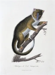 Naturhistorisk plate: Zoologisk kart som viser Phalanger of Cook (Phalangista Cookii) - i "" Works of Buffon" av naturforsker Georges Louis Leclerc, greve av Buffon (1707 - 1788). Gravering fra 1837.
