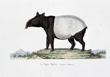 Naturhistorisk plate: Zoologisk kart som representerer Le Tapir Maiba (Tapirus Indicus) - i "" Works of Buffon"" av naturforsker Georges Louis Leclerc, greve av Buffon (1707 - 1788). Gravering fra 1837.