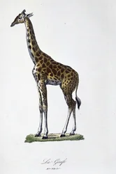 Naturhistorisk plate: Zoologisk kart som representerer sjiraffen - i "" Completes of Buffon"" av naturforsker Georges Louis Leclerc, greve av Buffon (1707 - 1788). Gravering fra 1837.