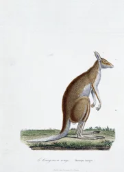 Natural History Plate: Zoologisk plate som viser rød kenguru i "" Completes of Buffon"" av naturforsker Georges Louis Leclerc, greve av Buffon (1707 - 1788). Gravering fra 1837.