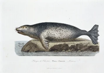 Naturhistorisk tavle: Zoologisk tavle som viser seglet til Choris, Phoca Chorisii, Leksjon - i "" Works of Buffon"" av naturforsker Georges Louis Leclerc, greve av Buffon (1707 - 1788). Gravering fra 1837.