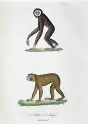 Naturhistorisk styre: Zoologisk styre som representerer 1. Guibbon og 2. Le Magot - i "" Complete Works of Buffon"" av naturforsker Georges Louis Leclerc, greve av Buffon (1707 - 1788). Gravering fra 1837.