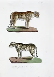 Naturhistorisk styre: Zoologisk styre som representerer 1. Leoparden og 2. Le Jaguar - i "" Complete Works of Buffon"" av naturforsker Georges Louis Leclerc, greve av Buffon (1707 - 1788). Gravering fra 1837.