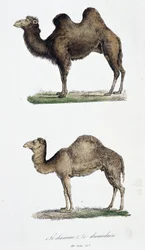 Naturhistorisk styre: Zoologisk styre som representerer 1. Kamelen og to. Le dromedaire - i "" Works complete of Buffon"" av naturforsker Georges Louis Leclerc, greve av Buffon (1707 - 1788). Gravering fra 1837.