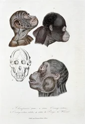 Naturhistorisk styre: Zoologisk styre som representerer 1. Ung sjimpanse; 2. ung orangutang (orangutang, orangutang, orangutang); 3. Orang ut en voksen; 4. Crane du Pongo de Wurmb - i "" Complete Works of Buffon"" av naturforsker Georges Louis Leclerc,