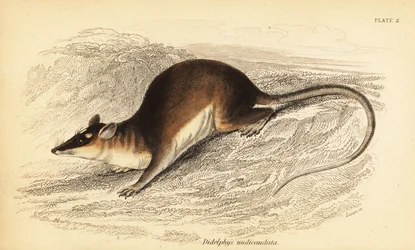 Brun firøyet opossum, Metachirus nudicaudatus. ,1841 (gravering)