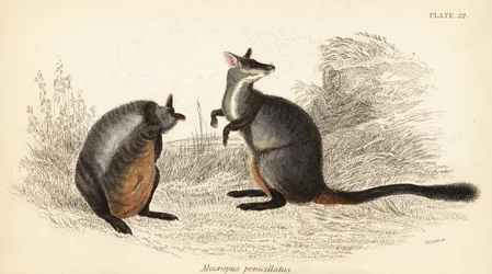 Børstehalet klippewallaby, Petrogale penicillata, 1841