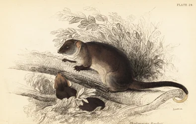 Vanlig ringhalepossum, Pseudocheirus peregrinus, 1841