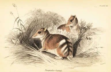 Eastern barred bandicoot, Perameles gunnii.,1841 (gravering)