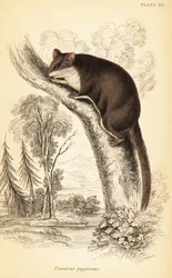 Fjærhaleglider, Acrobates pygmaeus. ,1841 (gravering)