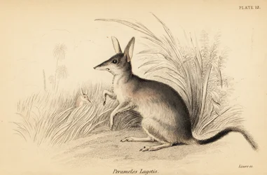 Større bilby, Macrotis lagotis. Truet. ,1841 (gravering)