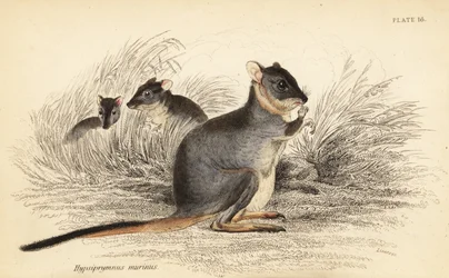 Langfot potoroo, Potorous longipes. Sårbar., 1841 (gravering)