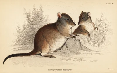 Langneset potoroo, Potorous tridactylus tridactylus., 1841 (gravering)