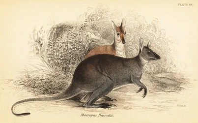 Rødhalset wallaby, Macropus rufogriseus. ,1841 (gravering)