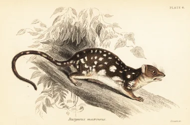 Tiger quoll, Dasyurus maculatus., 1841 (gravering)