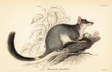 Tuan eller vanlig wambenger, Phascogale tapoatafa. ,1841 (gravering)