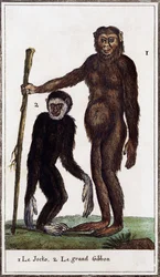 Jocko, sjimpanse eller gibbon, illustrasjon fra Histoire naturelle, av Georges-Louis Leclerc greve av Buffon (1707-1788), akvarellgravering