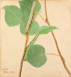quot;Speilvendtquot; larve, studie for boken Skjule farge i dyreriket