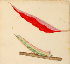 quot;Speilvendtquot; larve, studie for boken Skjule farge i dyreriket
