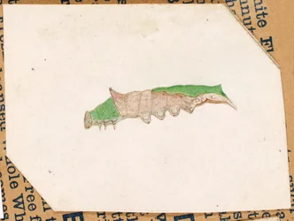 Oak Leaf Edge Caterpillar..., tidlig på 1900-tallet.