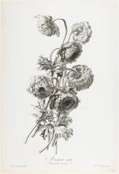 Dobbel anemone, fra blomster tegnet fra naturen, ca. 1800 (stippgravering)