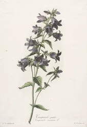 Blomster hentet fra naturen: Klokkeblomst